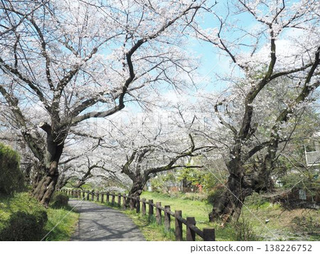 根川綠道，櫻花步道 138226752