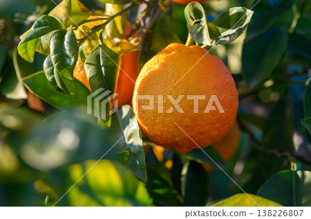 Lush orange tree displaying ripe fruit in a sunlit orchard during golden hour Lush orange tree displaying ripe fruit in a sunlit orchard during golden hour 138226807