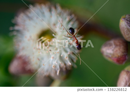Close-up macro of an ant on a eucalyptus flower in the wild. Shot in Northern Cyprus. Tiny details of nature and flora. Close-up macro of an ant on a eucalyptus flower in the wild. Shot in Northern Cyprus. Tiny details of nature and flora. 138226812