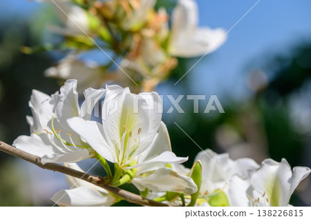 Close-up of white Bougainvillea alba bracts contrasted against a vivid blue sky, showcasing the papery texture of petals and glossy green leaves in natural light. Close-up of white Bougainvillea alba bracts contrasted against a vivid blue sky, showcasing the papery texture of petals and glossy green leaves in natural light. 138226815