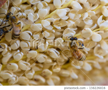 Macro photo of a bee pollinating a date palm flower. Natural light, focus on pollination and agricultural relevance. Shot in Northern Cyprus 138226816