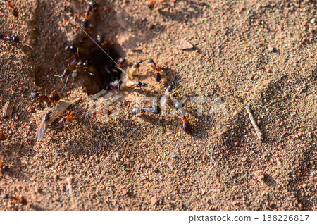 Busy ants around nest, macro, wild Cyprus Busy ants around nest, macro, wild Cyprus 138226817
