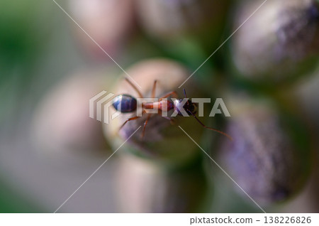 Macro of ant visiting eucalyptus flower, Cyprus nature Macro of ant visiting eucalyptus flower, Cyprus nature 138226826