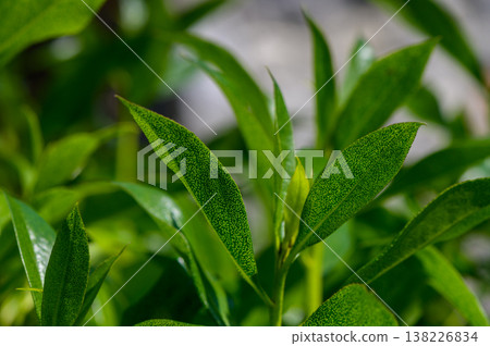 Syzygium paniculatum (Brush Cherry) Panicle Close-Up 138226834