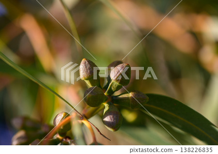 Eucalyptus flower buds macro, Northern Cyprus 138226835