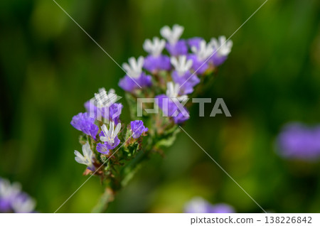 Limonium Flower by the Mediterranean Sea Limonium Flower by the Mediterranean Sea 138226842