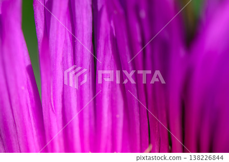 Carpobrotus Edulis Fruit and Leaves Close-Up Carpobrotus Edulis Fruit and Leaves Close-Up 138226844
