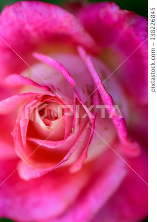 Macro shot of a pink rose adorned with morning dew droplets in a sunlit Cypriot garden. Macro shot of a pink rose adorned with morning dew droplets in a sunlit Cypriot garden. 138226845
