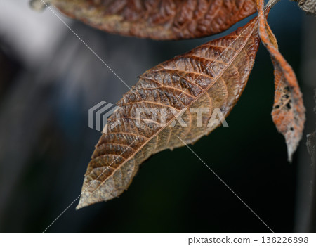 Nature's intricate patterns captured in a close-up of a weathered leaf in soft natural light Nature's intricate patterns captured in a close-up of a weathered leaf in soft natural light 138226898