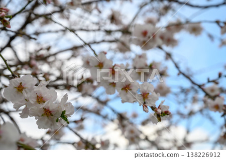 Cherry blossoms bloom against a bright blue sky in early spring's gentle embrace Cherry blossoms bloom against a bright blue sky in early spring's gentle embrace 138226912