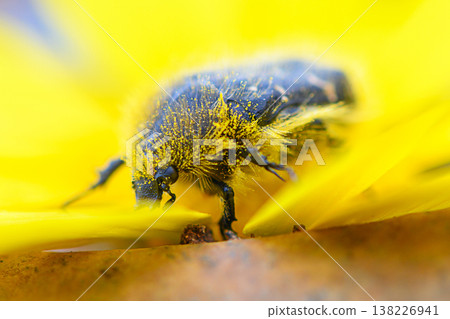 Vibrant insect exploring a bright yellow flower in a sunlit garden during spring Vibrant insect exploring a bright yellow flower in a sunlit garden during spring 138226941