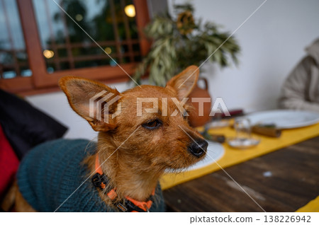 Small dog wearing sweater enjoys cozy atmosphere in a rustic dining setting Small dog wearing sweater enjoys cozy atmosphere in a rustic dining setting 138226942