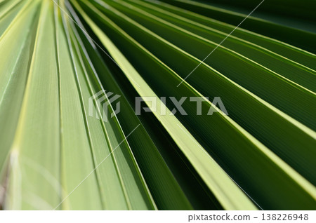 Striking patterns of green foliage captured in natural light during a serene sunny afternoon 138226948