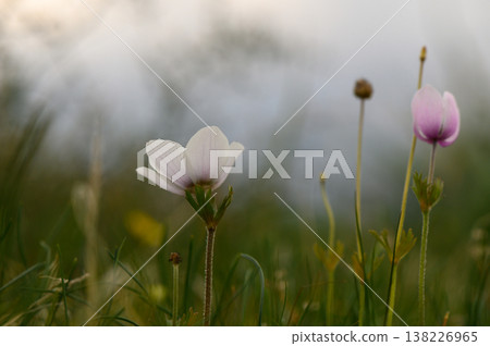 Delicate wildflowers bloom in a serene meadow at dusk, embracing the soft light 138226965