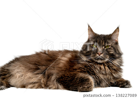 Gray Maine Coon Cat Resting on White Gray Maine Coon Cat Resting on White 138227089