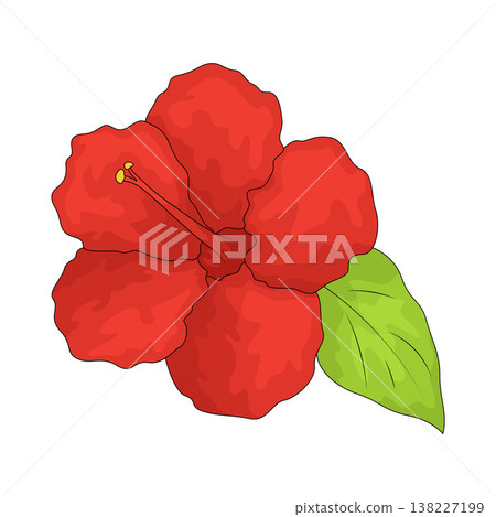 Illustration of Hibiscus Illustration of Hibiscus 138227199