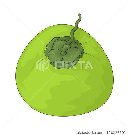 Illustration of Coconut Illustration of Coconut 138227201
