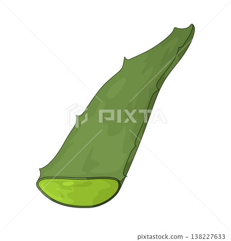 Illustration of Aloe Vera Leaf Illustration of Aloe Vera Leaf 138227633
