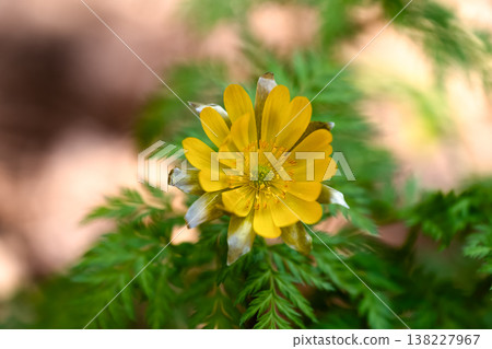 近距離拍攝的早春時節,山間盛開的紫菀花(Adonis amurensis)。 近距離拍攝的早春時節,山間盛開的紫菀花(Adonis amurensis)。 138227967