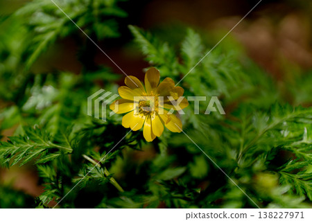 近距離拍攝的早春時節,山間盛開的紫菀花(Adonis amurensis)。 近距離拍攝的早春時節,山間盛開的紫菀花(Adonis amurensis)。 138227971