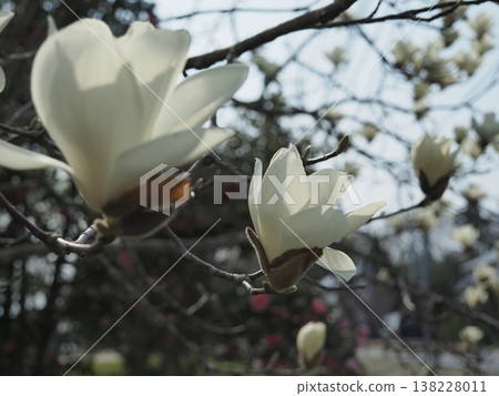 白蓮花 138228011