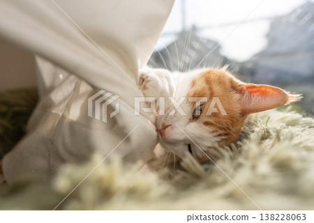 A cat playing with the curtain Brown Tiger White A cat playing with the curtain Brown Tiger White 138228063