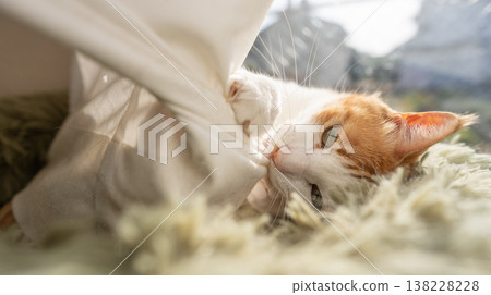 A cat playing with the curtain Brown Tiger White A cat playing with the curtain Brown Tiger White 138228228