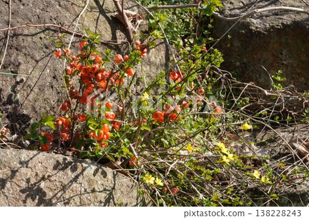 葛西臨海公園裡盛開的日本木瓜(Chaenomeles speciosa)。 葛西臨海公園裡盛開的日本木瓜(Chaenomeles speciosa)。 138228243