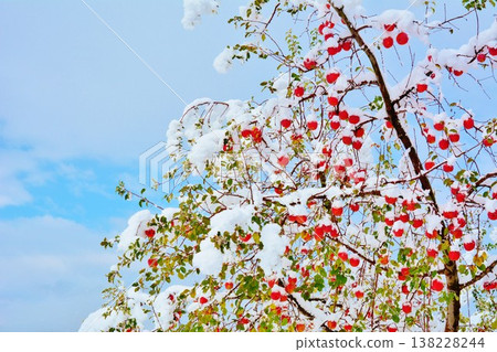 Snowy landscape of an apple orchard Snowy landscape of an apple orchard 138228244