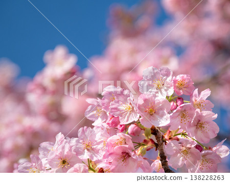 Cherry blossoms in full bloom, in the sunlight Cherry blossoms in full bloom, in the sunlight 138228263