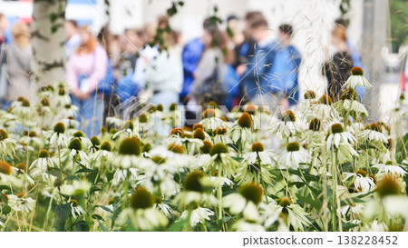 White coneflowers blooming in foreground with blurred people walking in background 138228452
