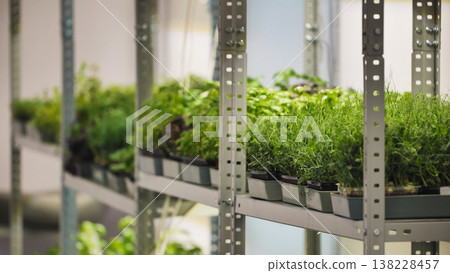 Vertical farming growing microgreens and herbs on shelves 138228457