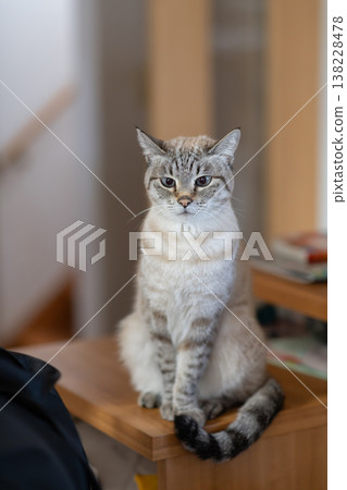 Staring cat Siamese tabby cat 138228478