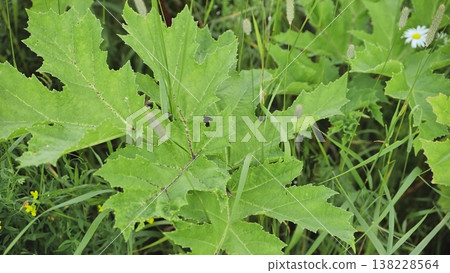 Heracleum plant growing in green field, showing large leaves and wild grass Heracleum plant growing in green field, showing large leaves and wild grass 138228564