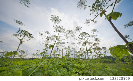 Growing giant hogweed plants creating an invasive field under sky Growing giant hogweed plants creating an invasive field under sky 138228569