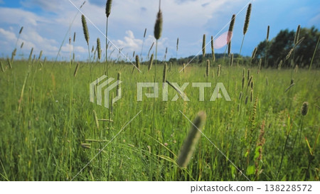 Green summer field with wild grass offering natural beauty and a concept of growth Green summer field with wild grass offering natural beauty and a concept of growth 138228572