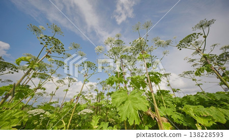Giant hogweed plants growing tall in a field under a summer blue sky 138228593