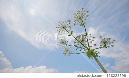 Heracleum flowers reaching the blue summer sky, symbolizing growth and nature Heracleum flowers reaching the blue summer sky, symbolizing growth and nature 138228596