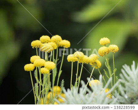 Santorina Santorina 138228599