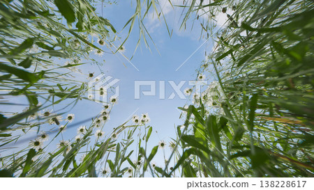 Heracleum and daisies growing upwards in a summer field, framing a clear blue sky Heracleum and daisies growing upwards in a summer field, framing a clear blue sky 138228617