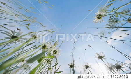 Blooming white daisies and fresh green grass reaching towards a bright blue sky, creating a vibrant summer meadow Blooming white daisies and fresh green grass reaching towards a bright blue sky, creating a vibrant summer meadow 138228620