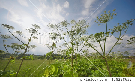 Heracleum Sosnowskyi plants invading field with city buildings in background 138228635