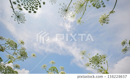 Hogweed plants reaching for blue summer sky with white clouds 138228637