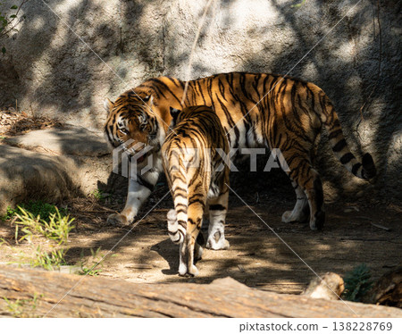 兩隻老虎互相接觸 138228769
