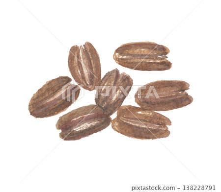 水彩畫的山核桃。 138228791