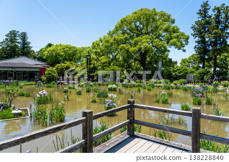 Fukuoka, Japan - May 29, 2024 : Iris Garden pond in famous Dazaifu Tenmangu Shrine. 138228840