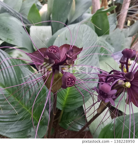 Purple flower Purple flower 138228950