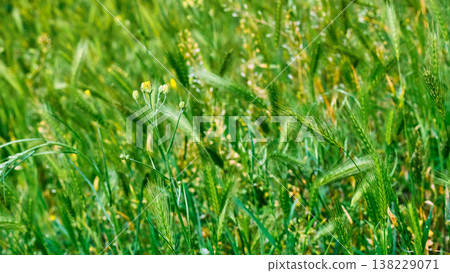 Spring summer pasture meadow with Juicy green grass 138229071