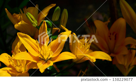 Yellow Middendorf Daylily in garden in sunny light 138229077