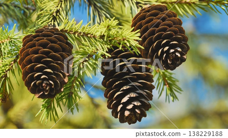 Spruce branch holding three beautiful pine cones against blue sky background 138229188